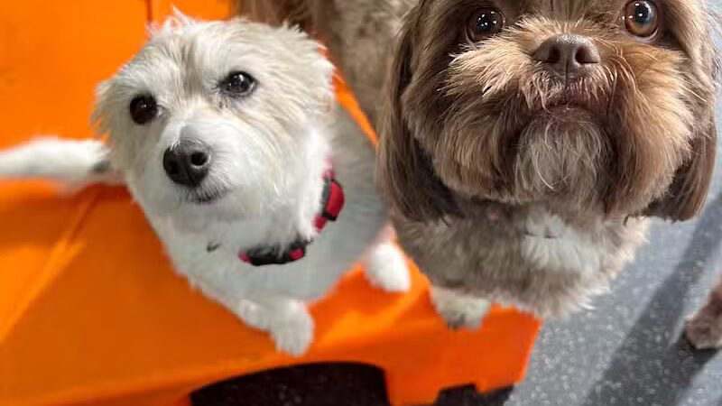 Dogtopia of Birmingham - Birmingham,