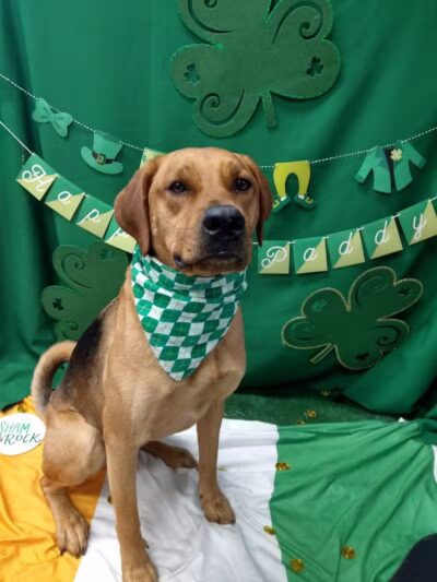 Dogtopia of Birmingham - Birmingham,