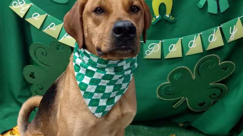 Dogtopia of Birmingham - Birmingham,