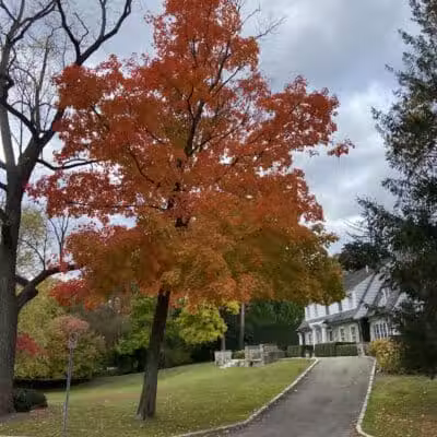 Linden Park - Birmingham,