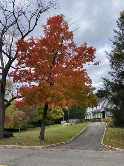 Linden Park - Birmingham,