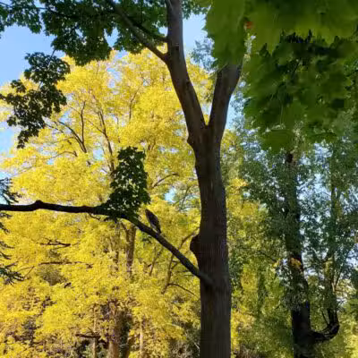 Manor Nature Preserve - Birmingham,