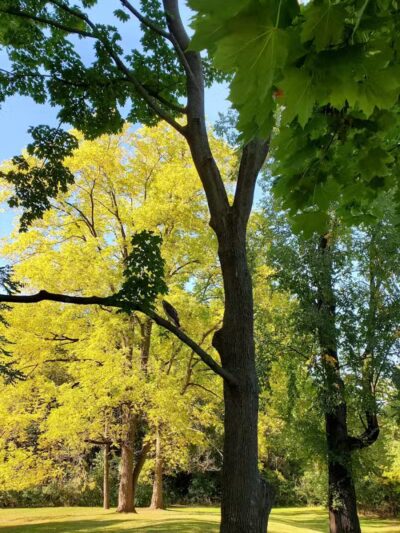 Manor Nature Preserve - Birmingham,