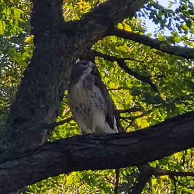 Manor Nature Preserve - Birmingham,