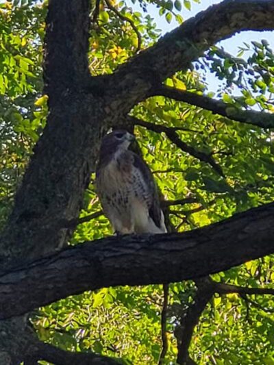 Manor Nature Preserve - Birmingham,