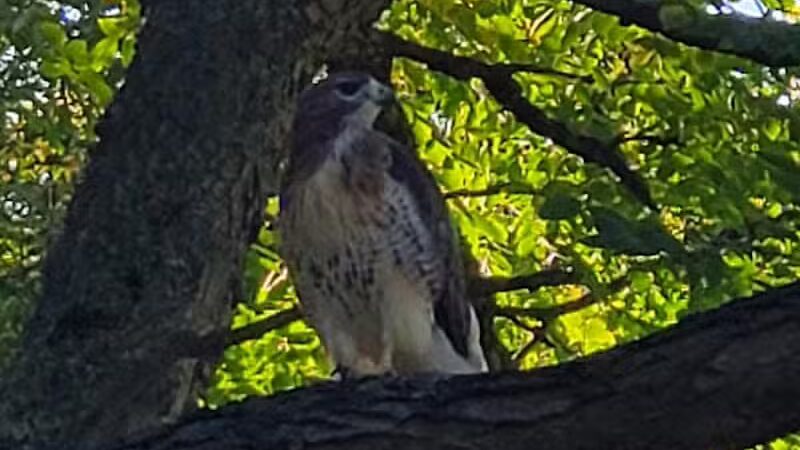 Manor Nature Preserve - Birmingham,