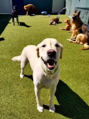 Dogtopia of Birmingham - Birmingham,