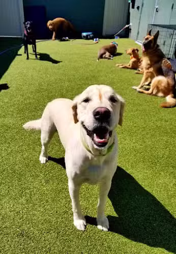 Dogtopia of Birmingham - Birmingham,