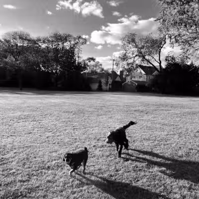 Poppleton Park - Birmingham,