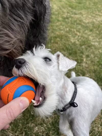 Poppleton Park - Birmingham,