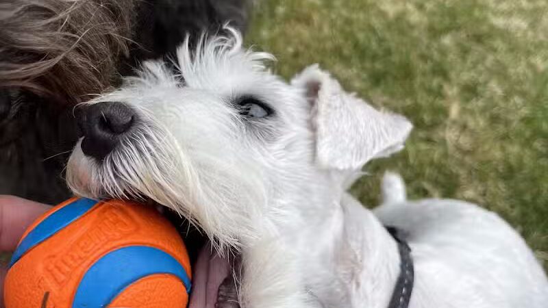 Poppleton Park - Birmingham,