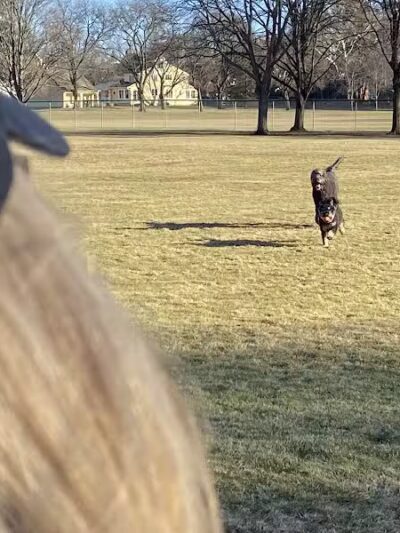 Poppleton Park - Birmingham,