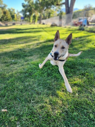 Bishop Dog Park - Bishop, CA