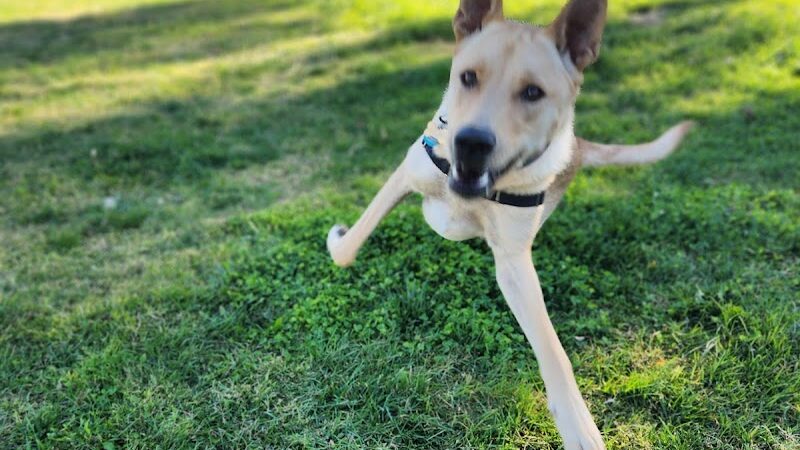 Bishop Dog Park - Bishop, CA