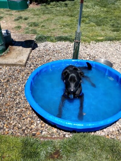 Bishop Dog Park - Bishop, CA