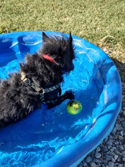 Bishop Dog Park - Bishop, CA