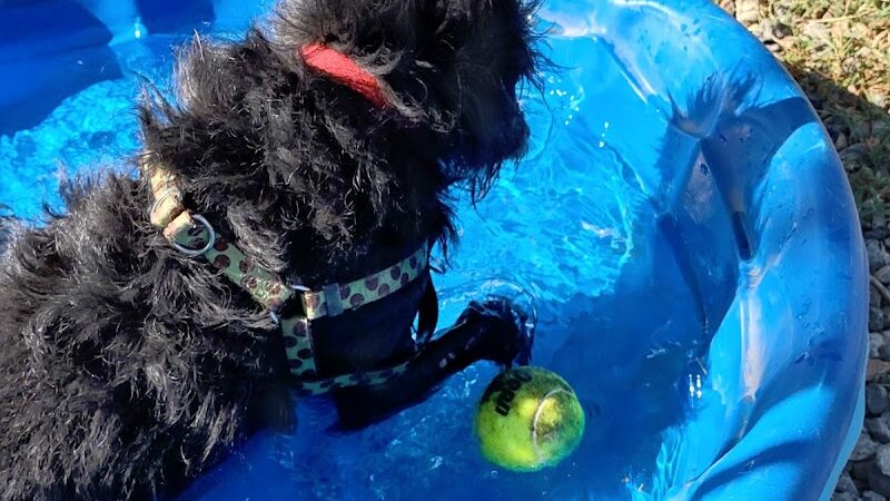 Bishop Dog Park - Bishop, CA