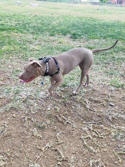 Bishop Dog Park - Bishop, CA