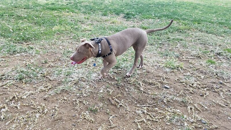 Bishop Dog Park - Bishop, CA