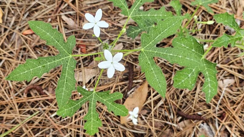 Lee State Park - Bishopville, SC