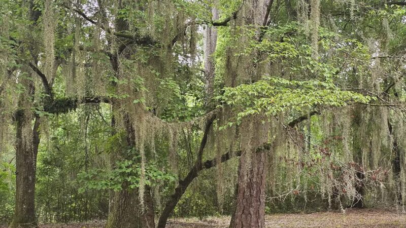 Lee State Park - Bishopville, SC