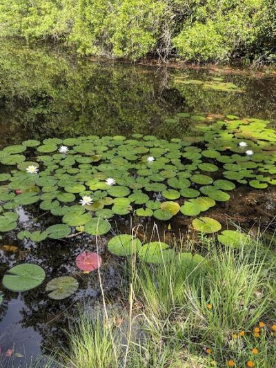 Lee State Park - Bishopville, SC
