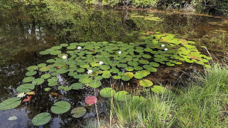 Lee State Park - Bishopville, SC