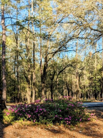 Lee State Park - Bishopville, SC