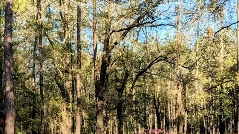 Lee State Park - Bishopville, SC