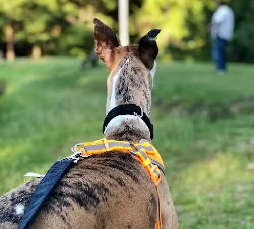 Lee State Park - Bishopville, SC