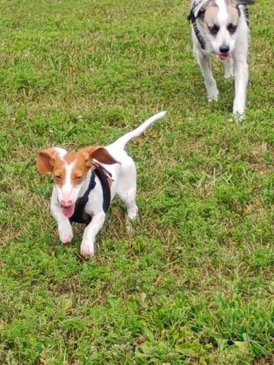 Pet Park - Black River Falls, WI