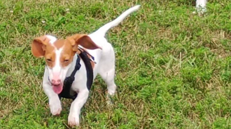 Pet Park - Black River Falls, WI