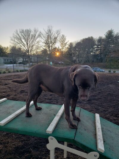 The Dog Park - Blacksburg, VA