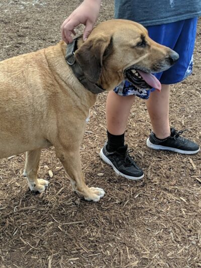 The Dog Park - Blacksburg, VA