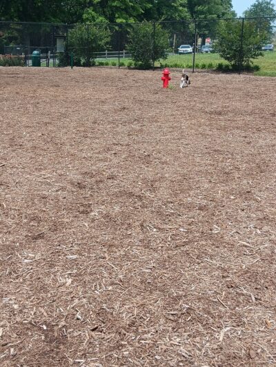 The Dog Park - Blacksburg, VA