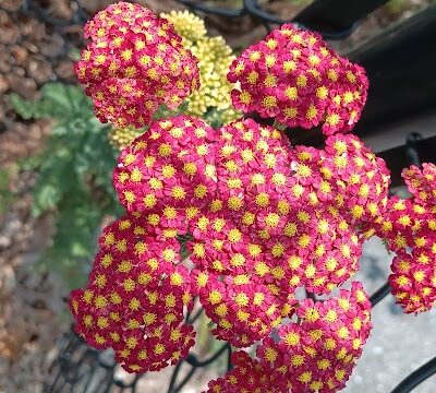 The Dog Park - Blacksburg, VA