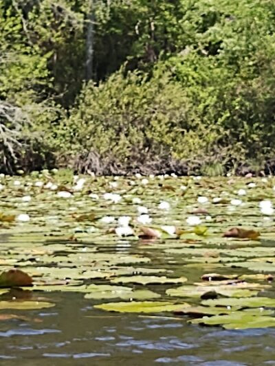 Barnwell State Park - Blackville, SC
