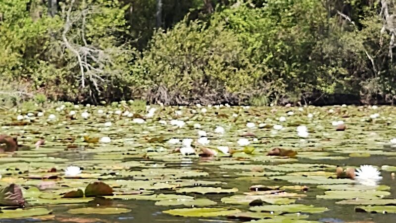 Barnwell State Park - Blackville, SC