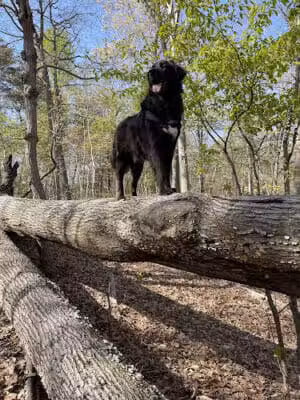 Timber Creek Park - Blackwood, NJ
