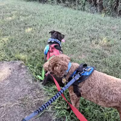Timber Creek Dog Park - Blackwood, NJ