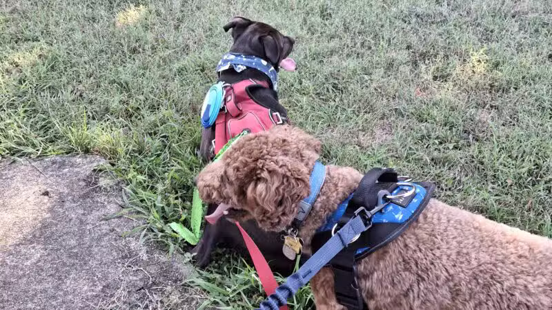 Timber Creek Dog Park - Blackwood, NJ