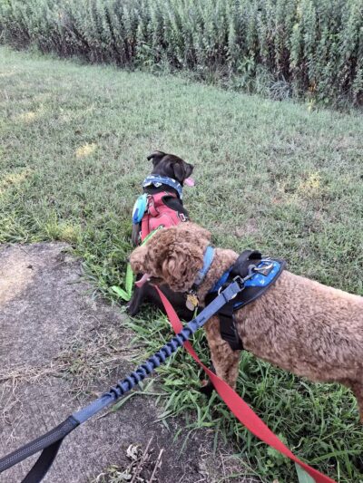 Timber Creek Dog Park - Blackwood, NJ