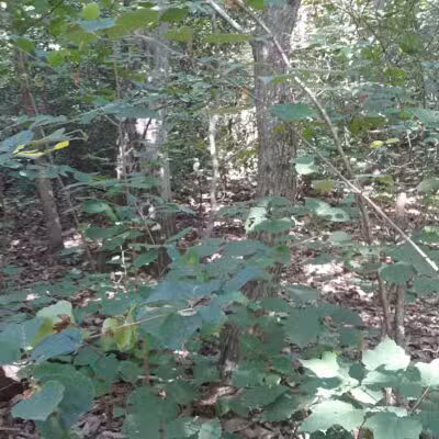 Timber Creek Park - Blackwood, NJ