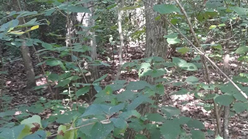Timber Creek Park - Blackwood, NJ