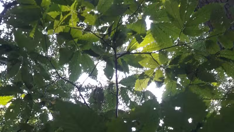 Timber Creek Park - Blackwood, NJ