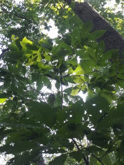 Timber Creek Park - Blackwood, NJ
