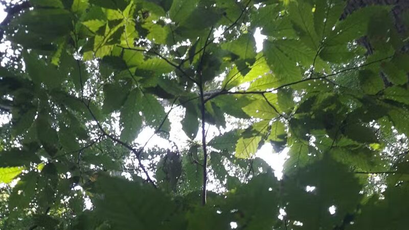 Timber Creek Park - Blackwood, NJ