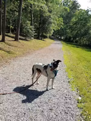 Union County Dog Park - Blairsville, GA