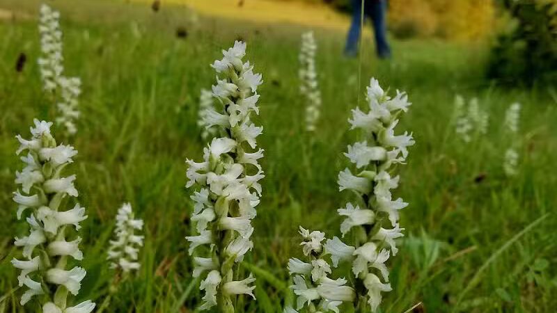 Blanchard Millpond - Blanchard, MI