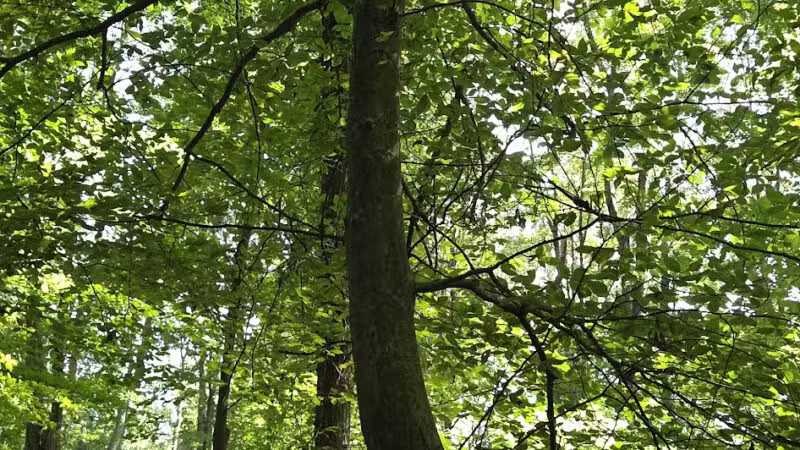 Tom Harvey Memorial Dog Park - Blanchester, OH